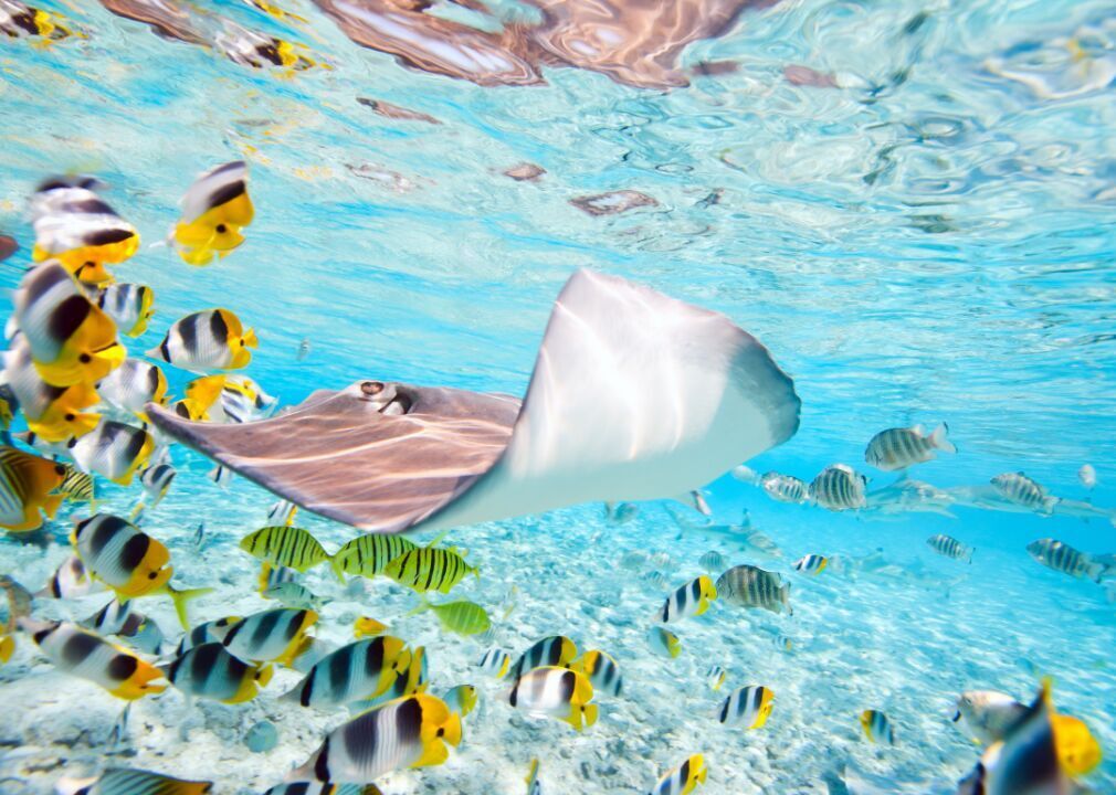 Manta ray